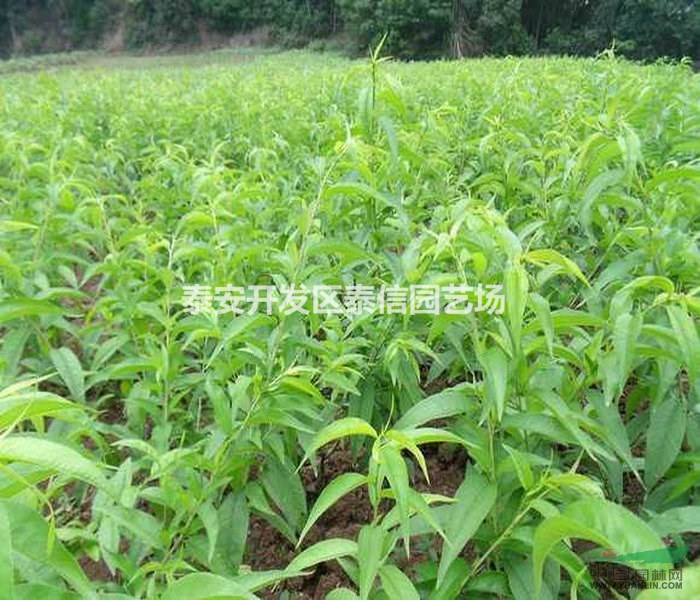 早熟桃苗價(jià)格 早熟桃苗批發(fā) 早熟桃苗基地
