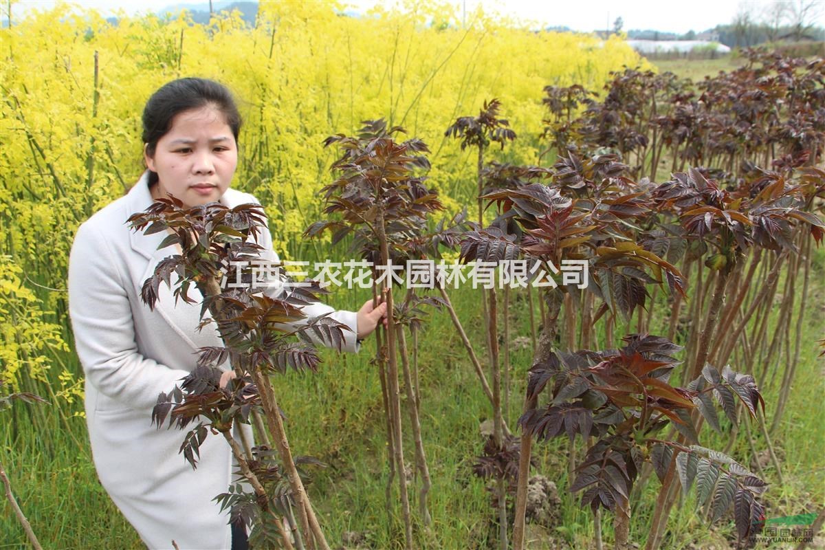 金葉國槐哪里最便宜，批發(fā)采購報(bào)價是多少錢一株