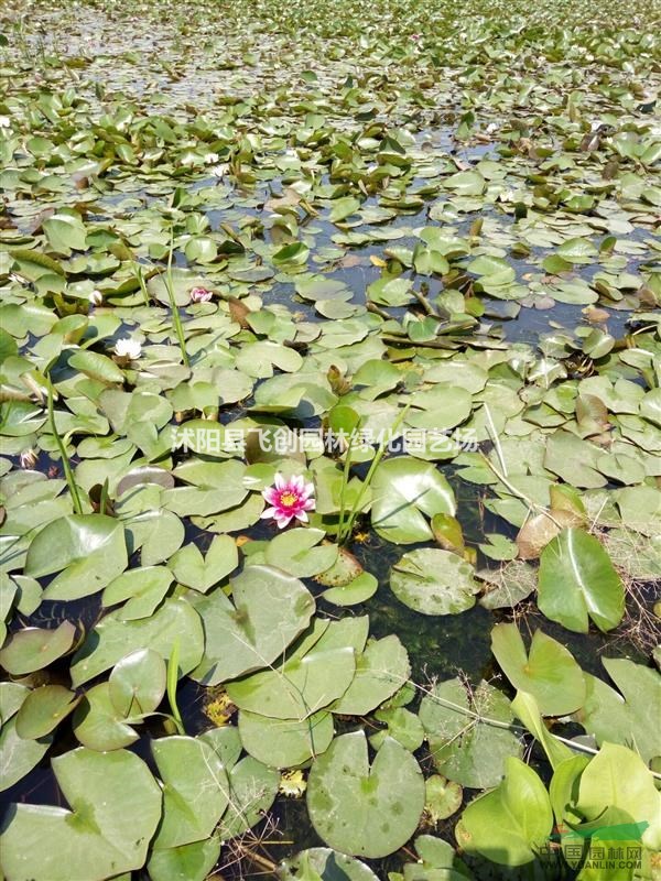 睡蓮  濕地水生植物 基地直銷 