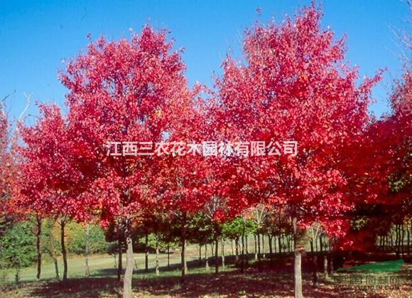 3公分美國(guó)紅楓 紅楓太陽(yáng)谷紅楓植物介紹