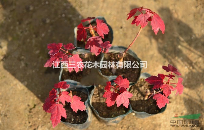 3公分美國(guó)紅楓 紅楓太陽(yáng)谷紅楓植物介紹