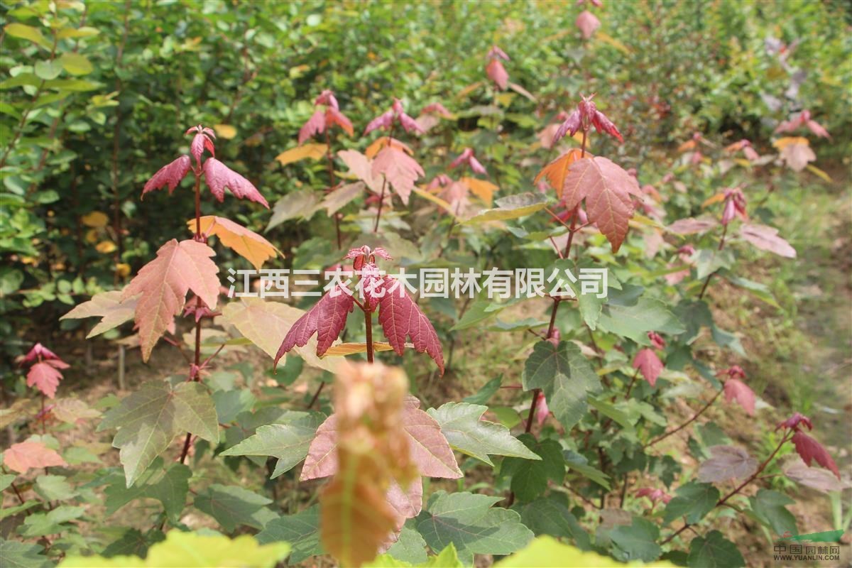 4公分美國紅楓 夏日紅楓哪里便宜？