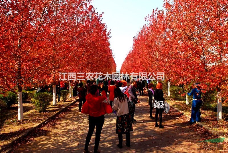 10公分美國紅楓 美國紅楓讓城市更多彩