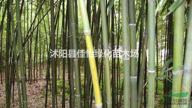 黃槽竹 黃槽竹小苗  園林綠化 小區(qū)綠化