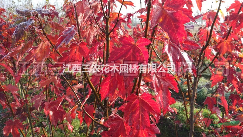  紅楓樹報價 2公分紅楓報價 紅楓哪里便宜