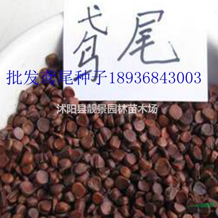 鸢尾种子报价 鸢尾种子播种方法 花草种子批发