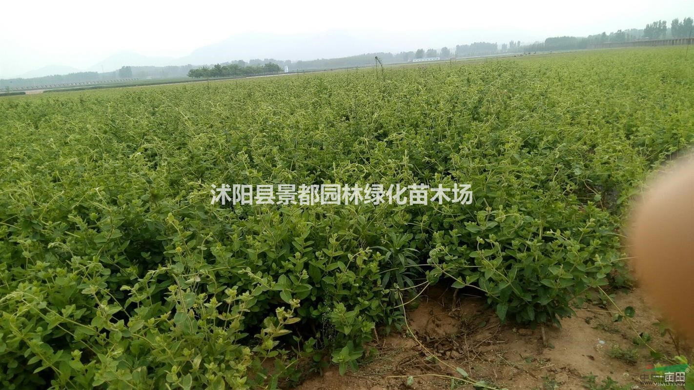 供应攀援绿化苗木金银花金银花价格金银花图片金银花基地