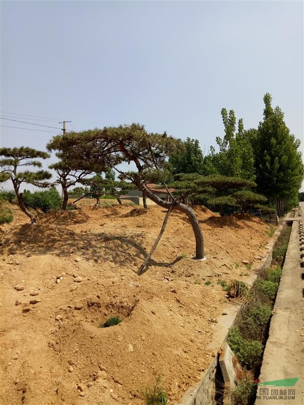 景觀松