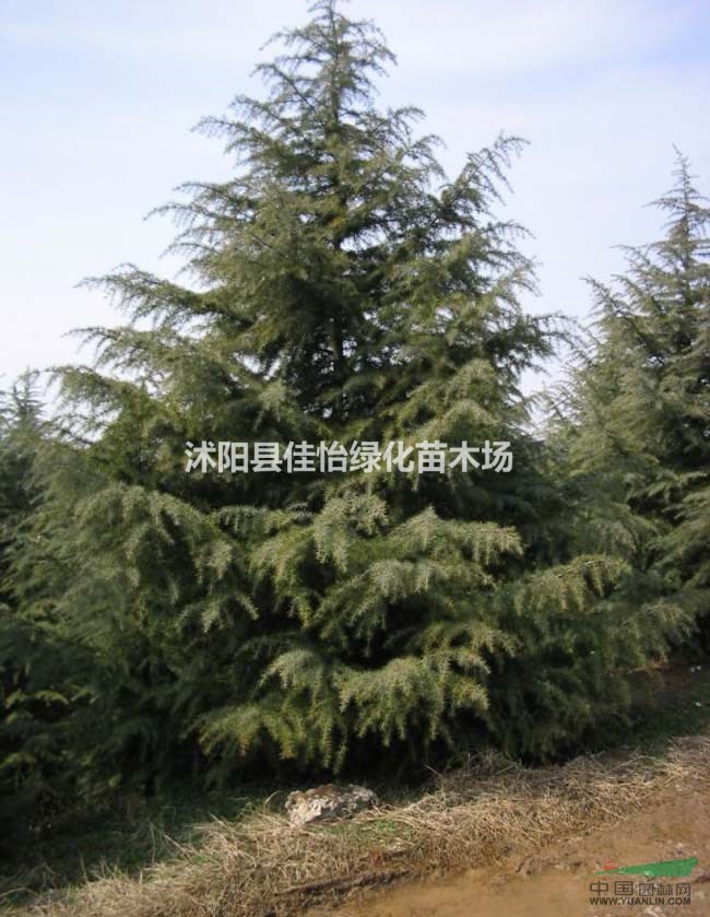 寶塔松 寶塔松小苗 寶塔松苗圃 園林綠化  小區(qū)綠化