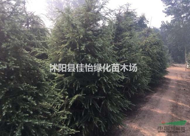 寶塔松 寶塔松小苗 寶塔松苗圃 園林綠化  小區(qū)綠化