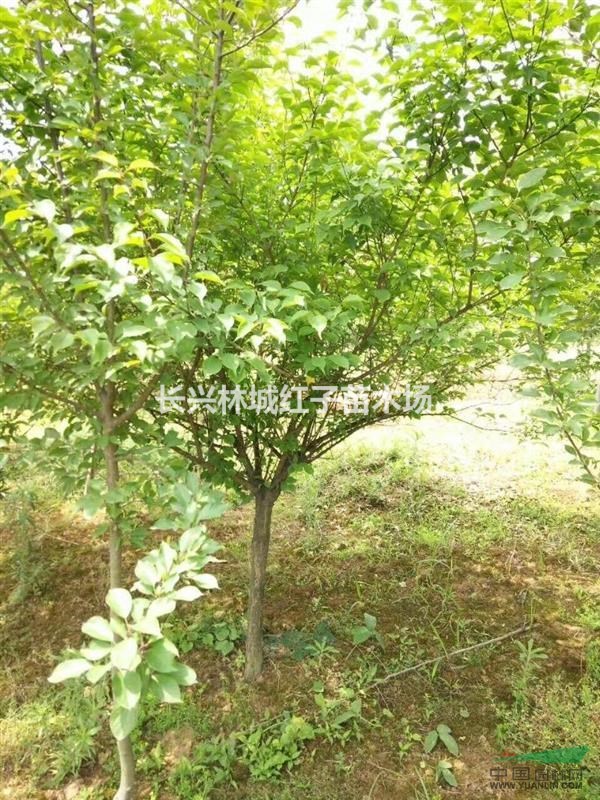 浙江泗安鸡爪械，女贞等