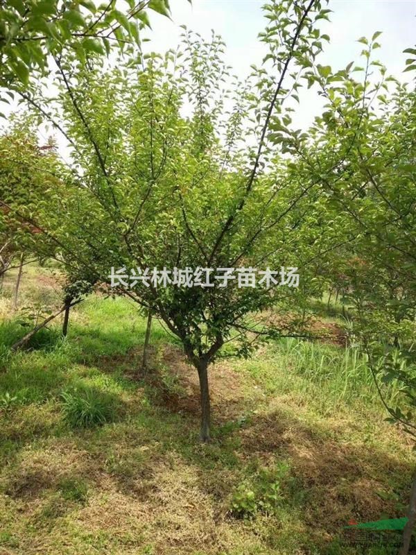 浙江泗安鸡爪械，女贞等