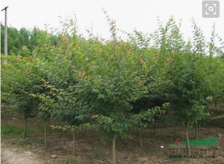 供應(yīng)自己種植3到6公分雞爪槭工程庭院用苗