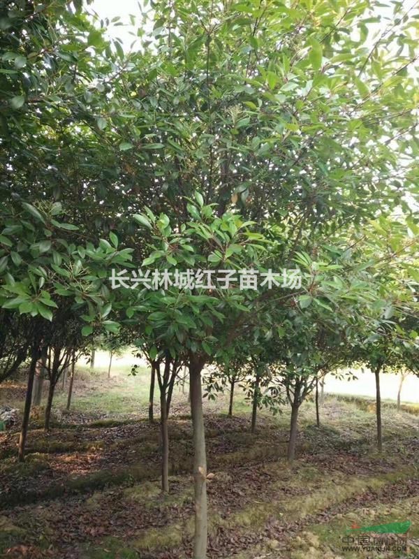 浙江苗木紫竹，银杏，广玉兰，红叶石楠