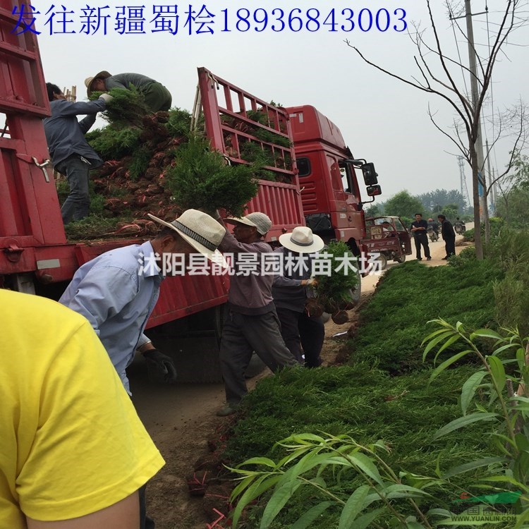 蜀桧价格 蜀桧种植方法及图片 绿化工程蜀桧苗批发