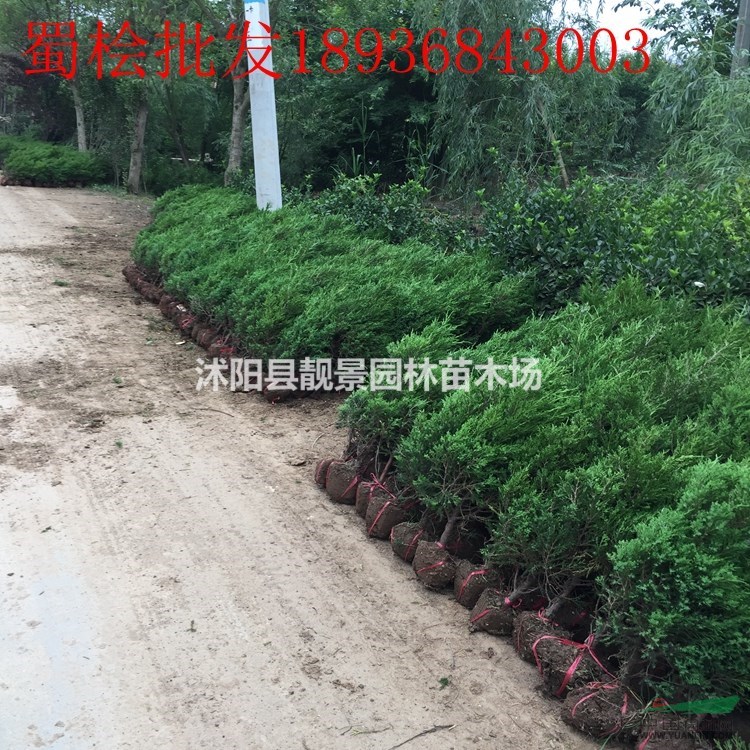 蜀桧价格 蜀桧种植方法及图片 绿化工程蜀桧苗批发