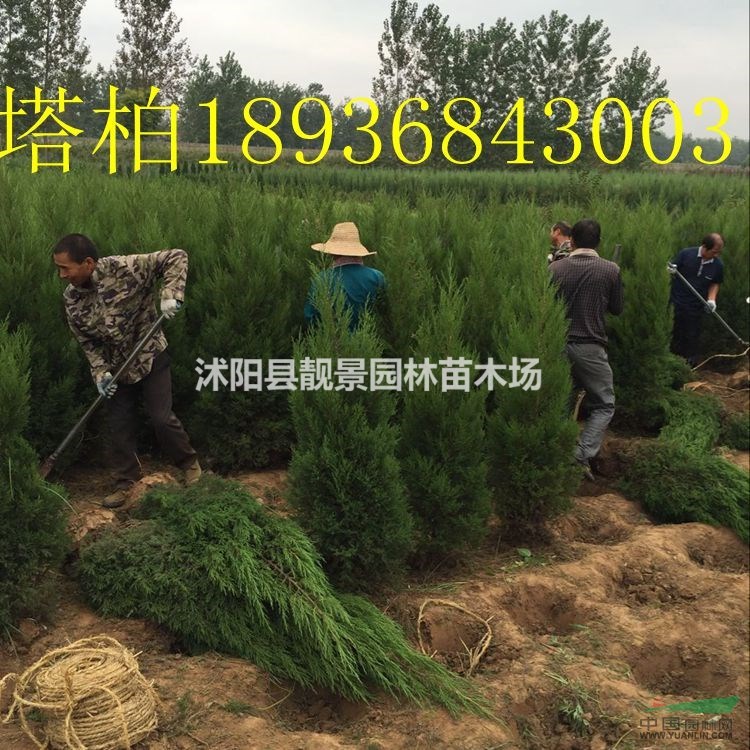 塔柏价格 塔柏种植方法及图片 塔柏工程用苗