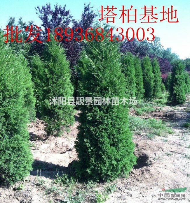 塔柏价格 塔柏种植方法及图片 塔柏工程用苗