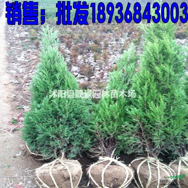 塔柏价格 塔柏种植方法及图片 塔柏工程用苗