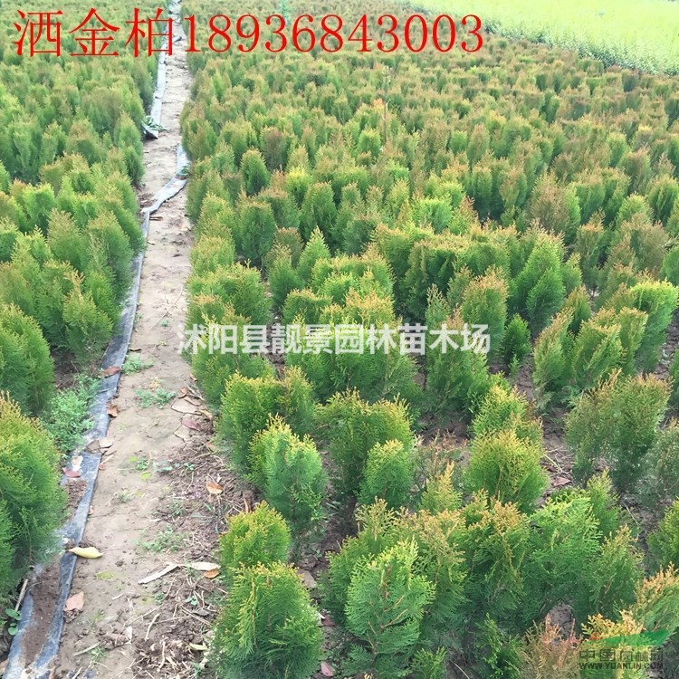 洒金柏价格 洒金柏种植方法及图片 洒金柏苗批发
