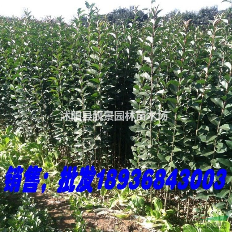 高杆女贞苗价格 种植高杆女贞小苗 直销苗圃大叶女贞苗