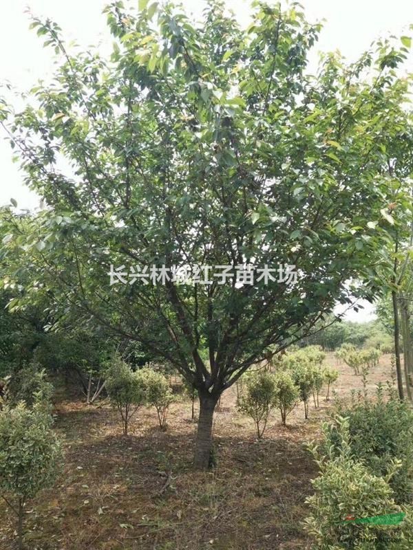 樱花