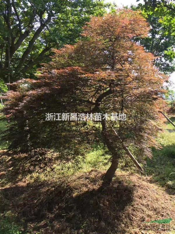 出售造型羽毛楓，6-15公分，青龍，石榴紅，花纏等品種