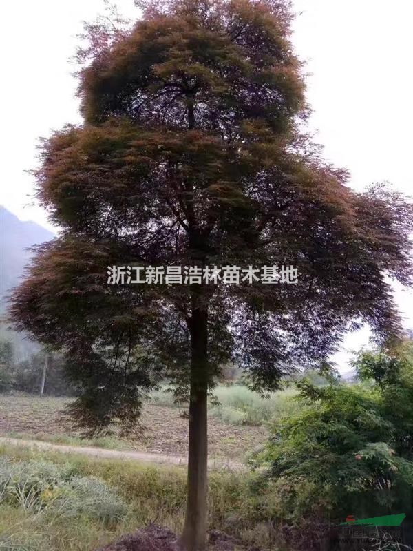 出售造型羽毛楓，6-15公分，青龍，石榴紅，花纏等品種
