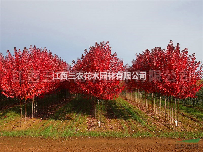 美國(guó)紅楓樹(shù) 美國(guó)紅楓在中國(guó)栽植葉色不紅的八大原因