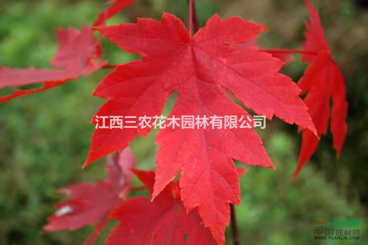 美國(guó)紅楓樹(shù) 美國(guó)紅楓在中國(guó)栽植葉色不紅的八大原因