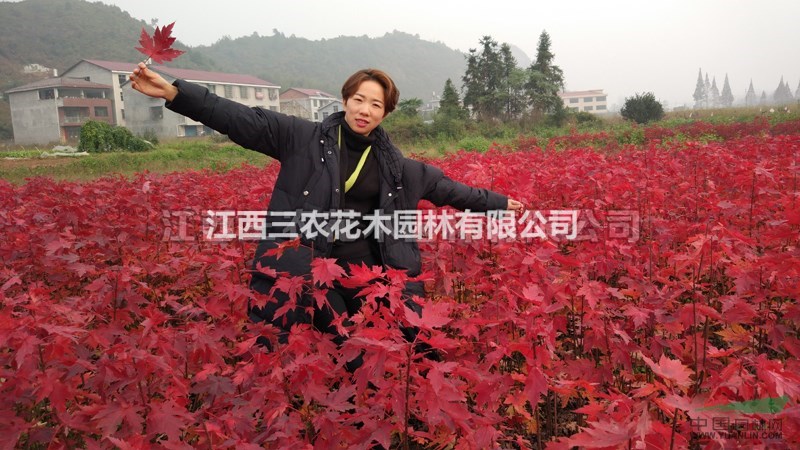 美國(guó)紅楓基地 十月光輝、美國(guó)紅楓南方秋火焰基地