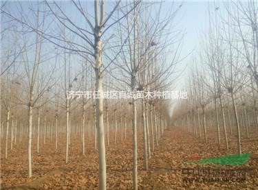 9公分法桐一至二年冠價格，基地自種自銷，量大從優(yōu)