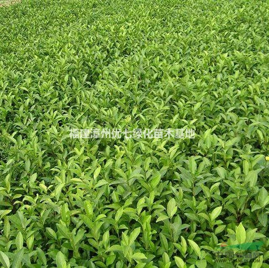福建茶苗木