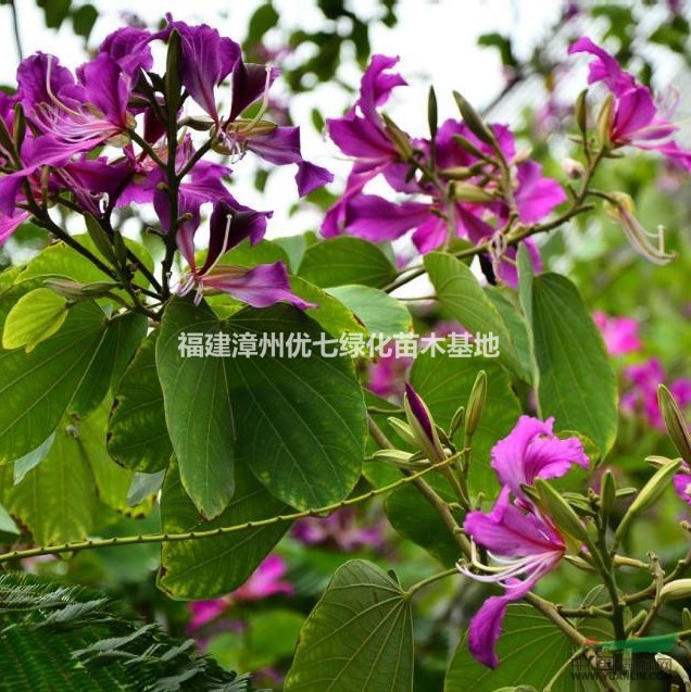 紅花紫荊樹價格，洋紫荊價格