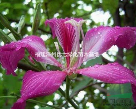 紅花紫荊樹價格，洋紫荊價格