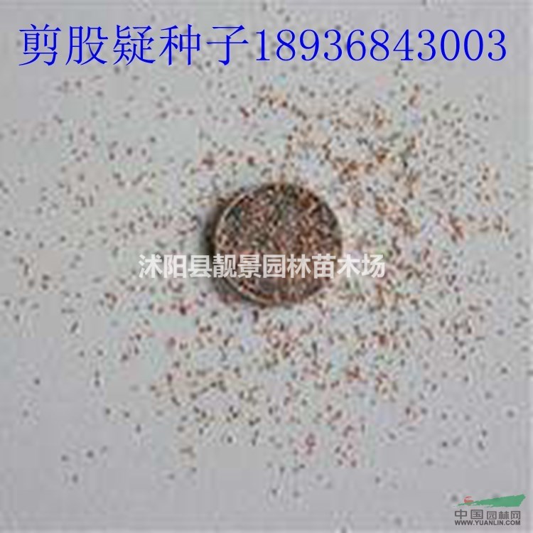 剪股疑种子价格 剪股疑种子播种方法及简介 草坪种子批发