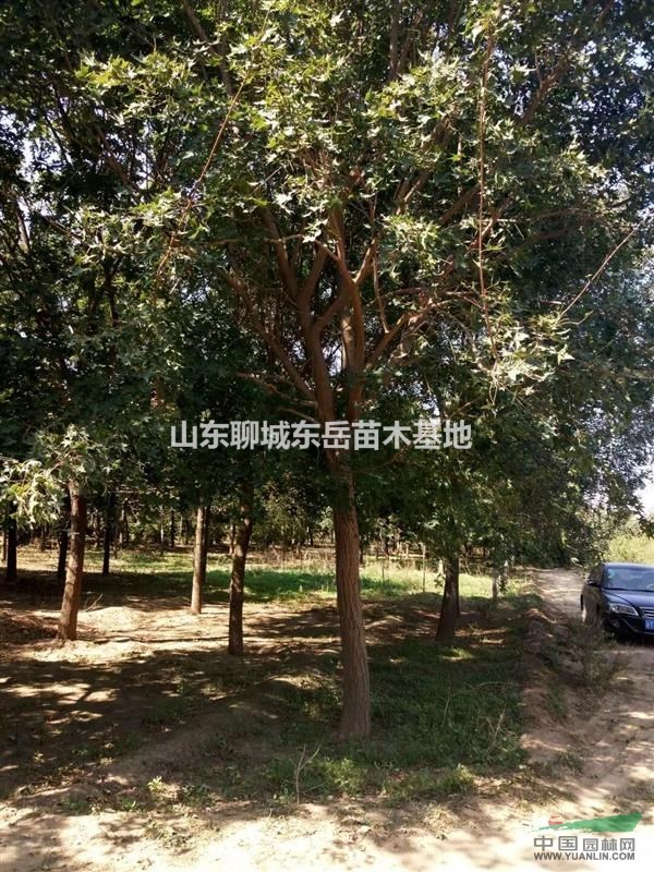 山東冠縣6公分國(guó)槐最新報(bào)價(jià)