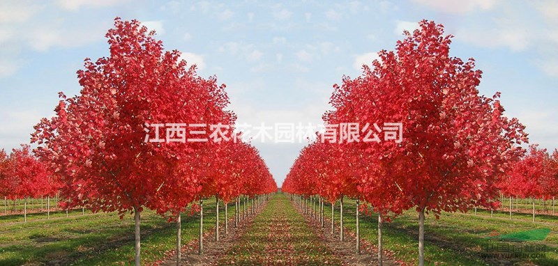 1公分美國(guó)紅楓 秋天的紅楓是一團(tuán)生命的火焰