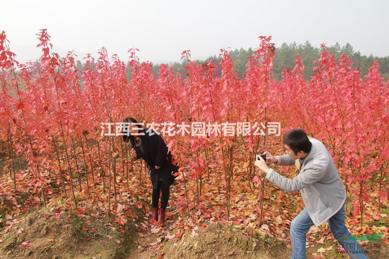 美國(guó)紅楓基地 夕陽(yáng)紅紅楓供應(yīng)廠家