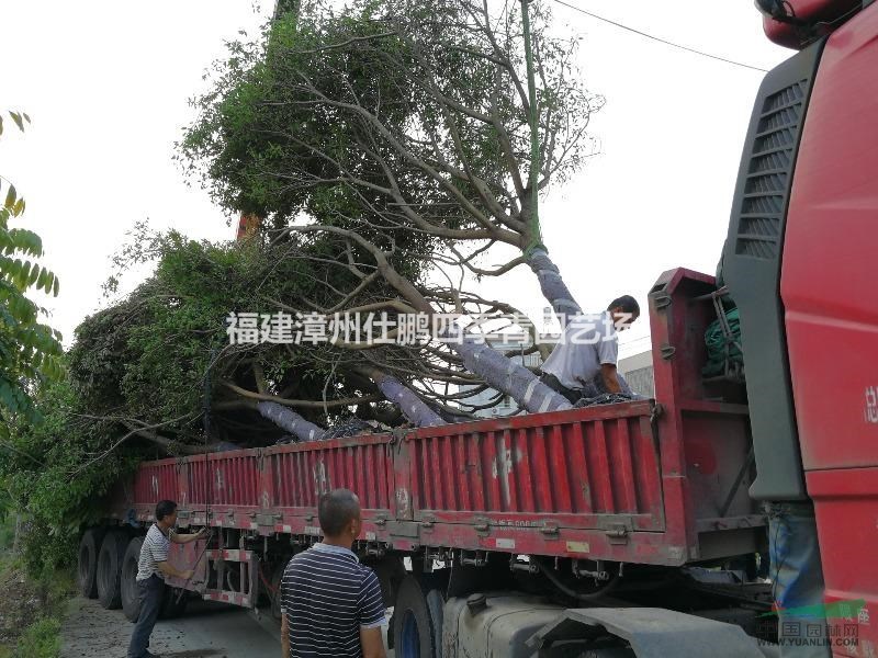 福建香樟地區(qū)小葉紅皮榕廉價(jià)出售紅榕