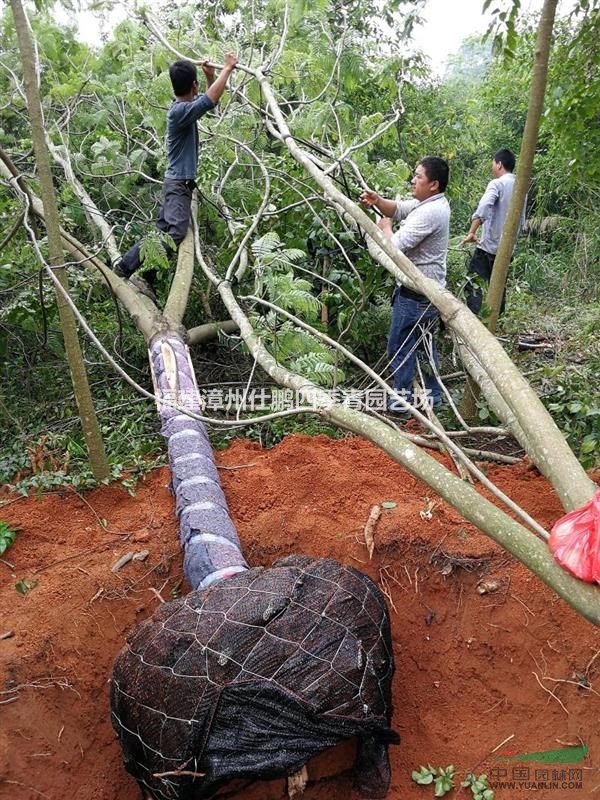 福建漳州地區(qū)出售藍花楹5–20公分