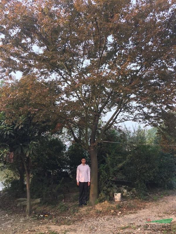 浙江湖州地區(qū)供應(yīng)15-25櫸樹
