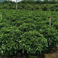 福建非洲茉莉球價格 精品非洲茉莉球價格 非洲茉莉球生產基地