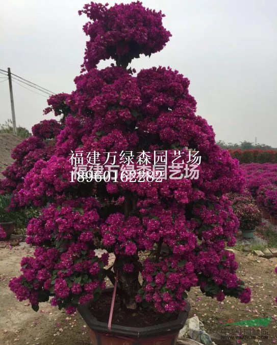 福建三角梅造型盆景批發(fā)銷(xiāo)售，漳州三角梅造型盆景基地