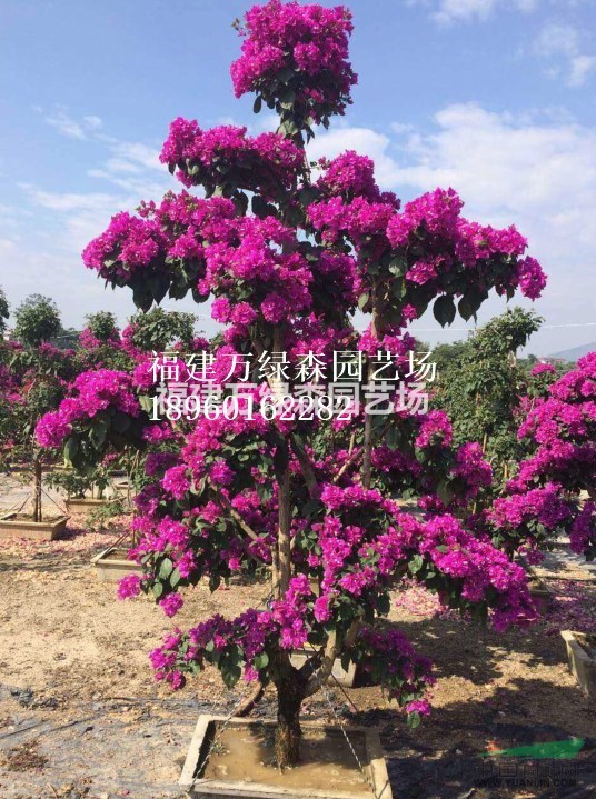 福建三角梅造型盆景批發(fā)銷(xiāo)售，漳州三角梅造型盆景基地