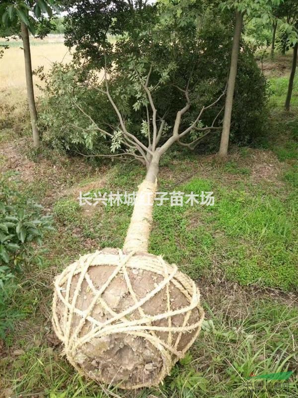 榉树