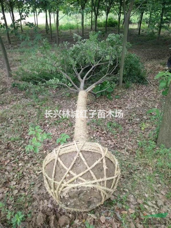 榉树