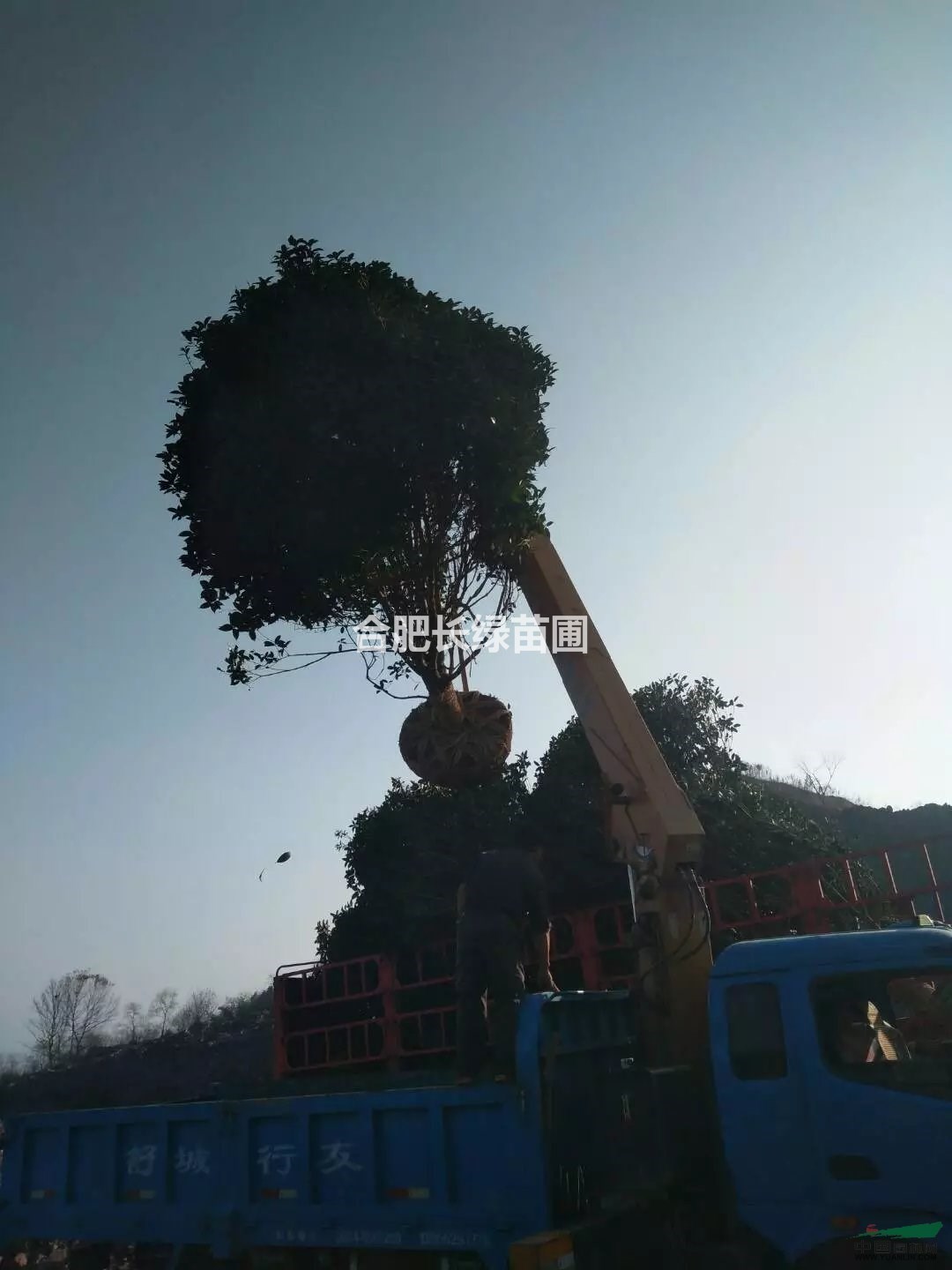 安徽合肥主產(chǎn)苗木叢生桂花，肥西叢生金桂球苗木種植基地行情圖片