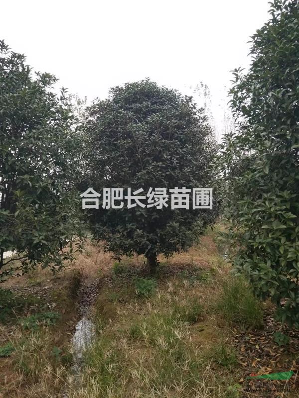 安徽合肥主產(chǎn)苗木叢生桂花，肥西叢生金桂球苗木種植基地行情圖片