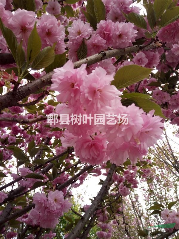 樱花，低分枝樱花，四川樱花基地，郫县精品樱花